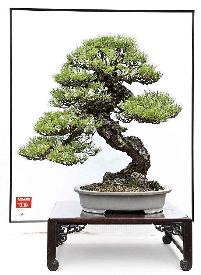 中国的三名盆景收藏品的艺术家