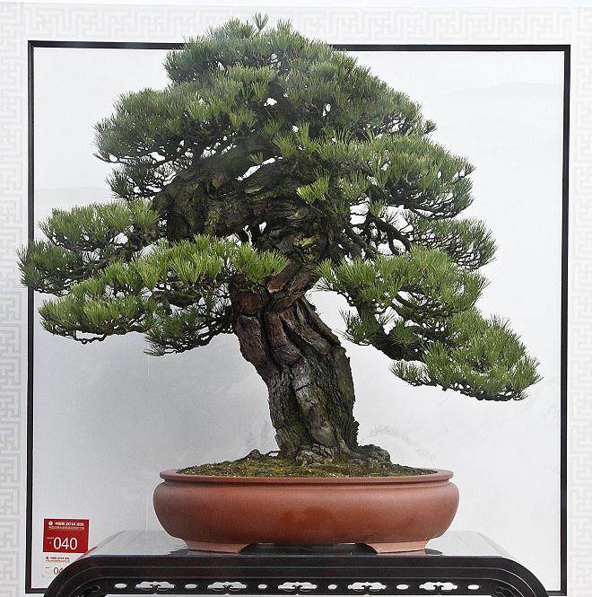 中国的三名盆景收藏品的艺术家