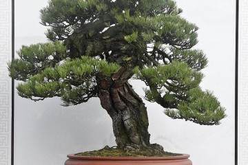 中国的三名盆景收藏品的艺术家