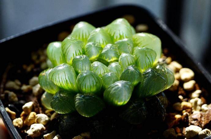 姬玉露多肉组织培养快繁技术体系研究