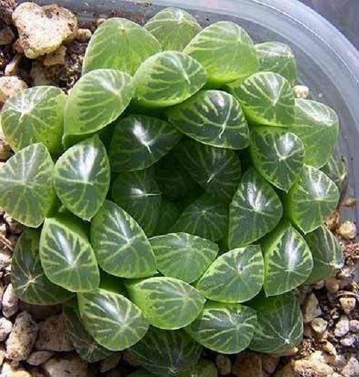 姬玉露多肉组织培养快繁技术体系研究