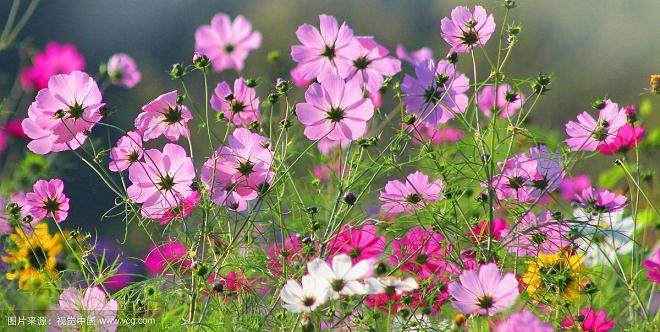 花卉实验的材料与方法