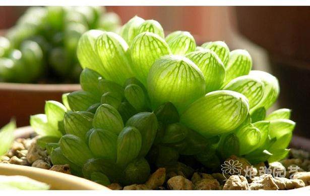 将采集的姬玉露多肉的带有多个花蕾的花葶