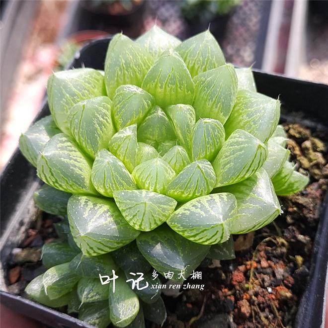 不同浓度对姬玉露多肉试管内生根数量的影响