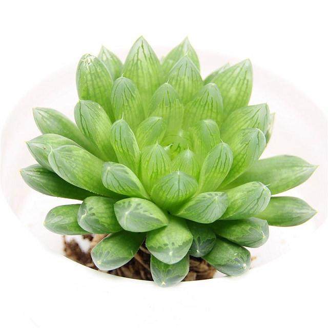 不同浓度对姬玉露多肉试管内生根数量的影响