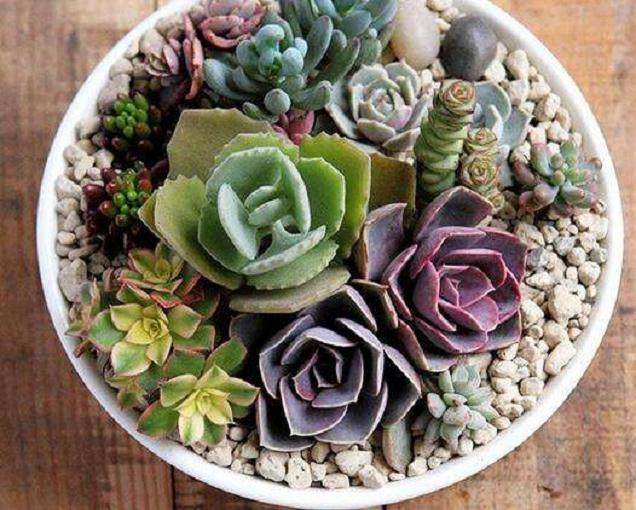 多肉植物培养中外植体的消毒是首要步骤