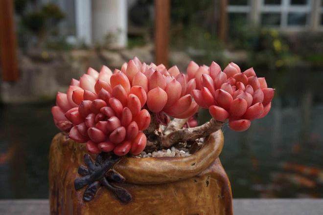 多肉植物培养中外植体的消毒是首要步骤