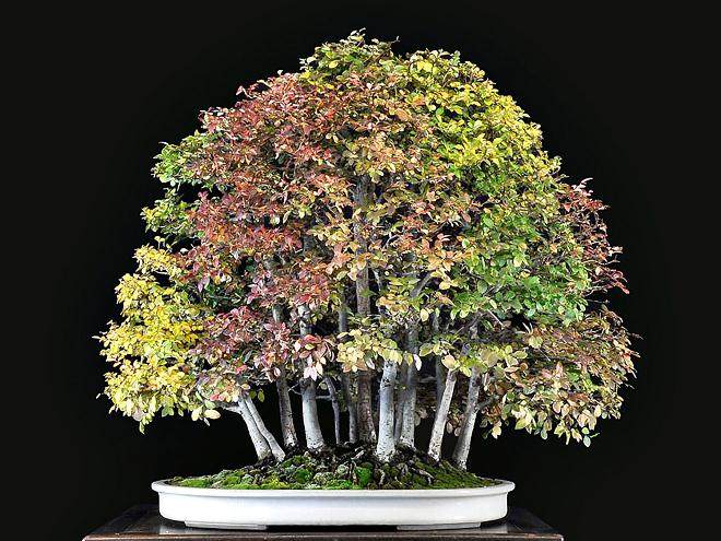 秀丽的秋季盆景在纽约