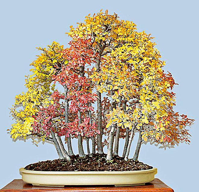 秀丽的秋季盆景在纽约