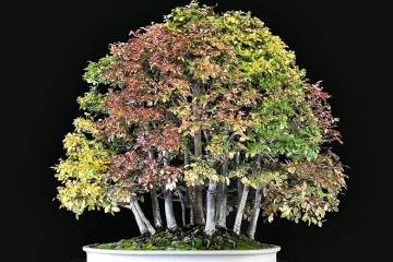 请欣赏秀丽的秋季盆景在纽约