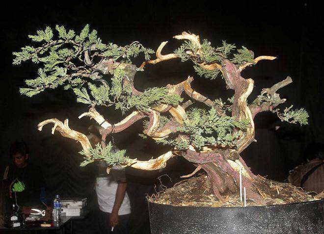 2014年国际盆景艺术与文化双年展 - 第2部分