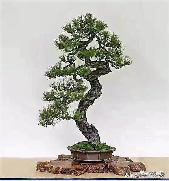 盆景的单枝成景与岭南制作方法 图片