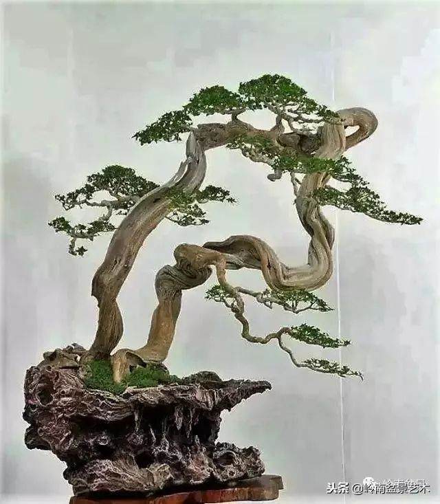 盆景的单枝成景与岭南制作方法 图片