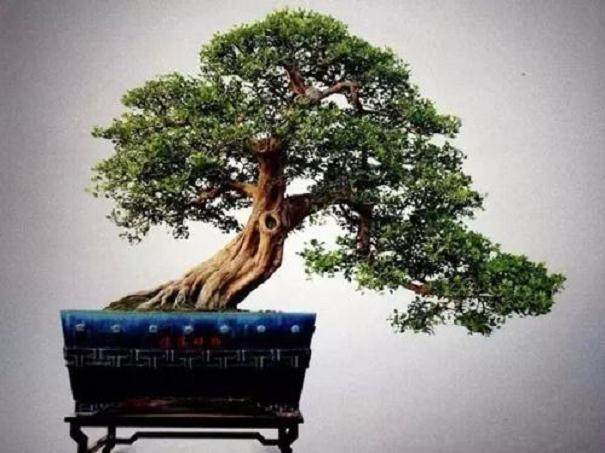 养护九里香盆景应注意以下几点：