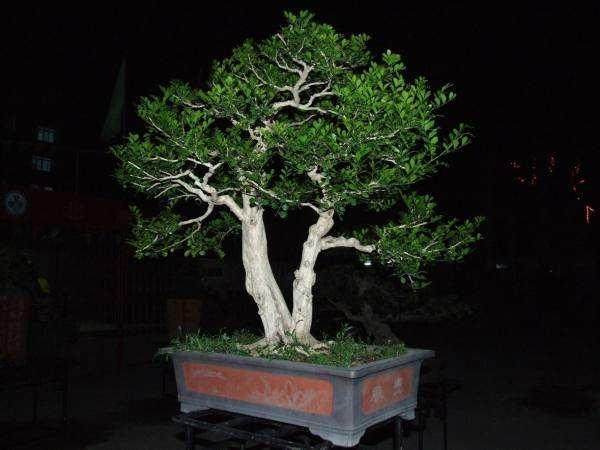 养护九里香盆景应注意以下几点