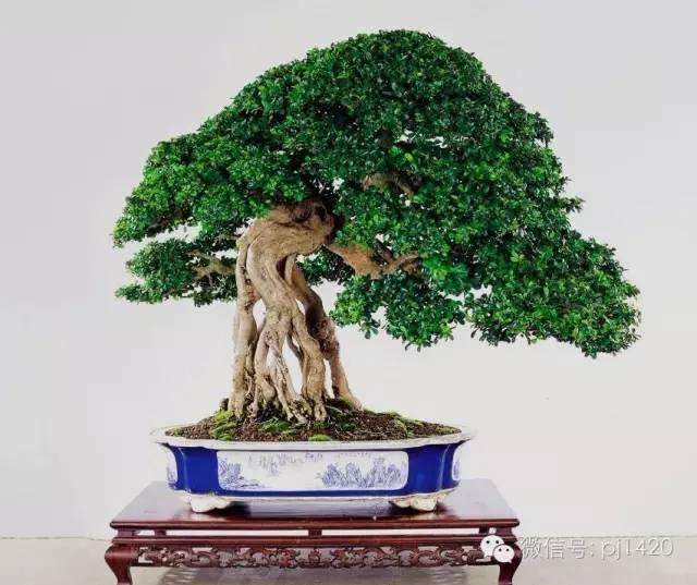 福建茶盆景的上盆方法