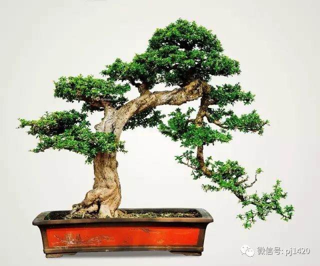 福建茶盆景的上盆方法