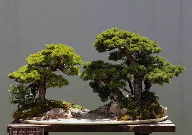 造型盆景:五针松嫁接基础知识