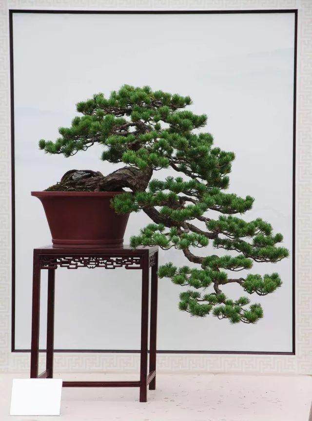 五针松老桩盆景怎样嫁接的方法 图片