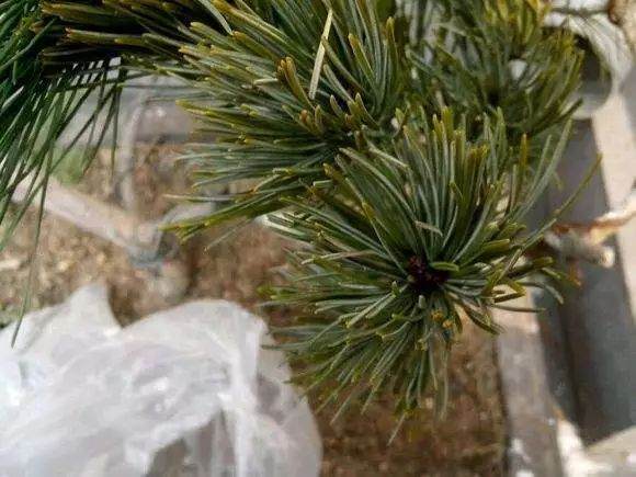 五针松老桩盆景怎样嫁接的方法 图片