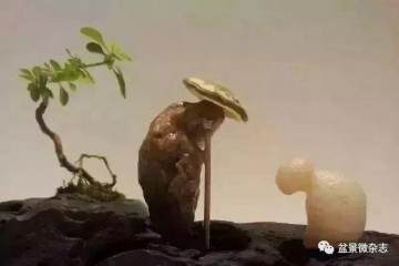 盆景与赏石杂谈