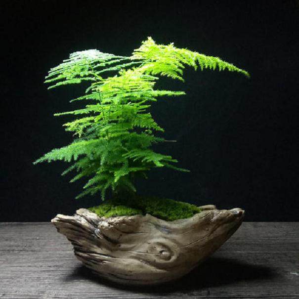 文竹盆景养护要诀 注意3点就能管理好