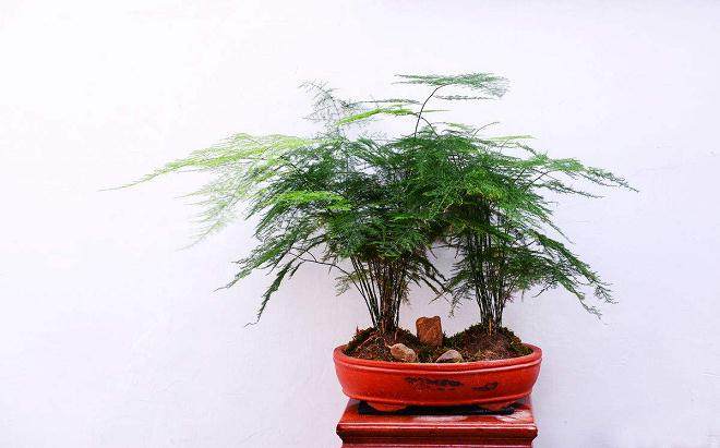 文竹盆景养护要诀 注意3点就能管理好