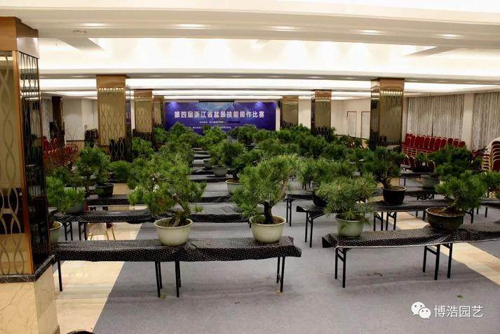 第四届浙江盆景技能操作比赛