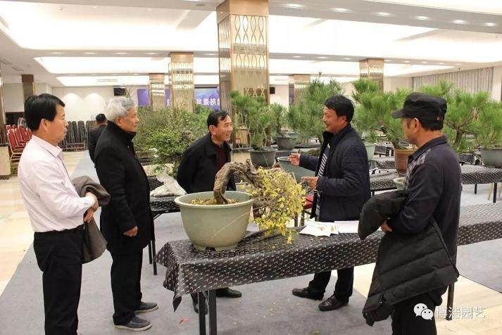 第四届浙江盆景技能操作比赛