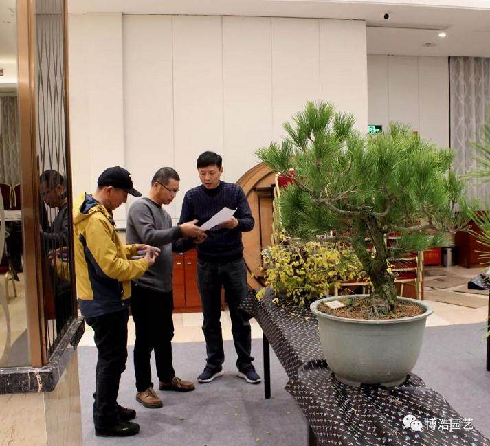 第四届浙江盆景技能操作比赛