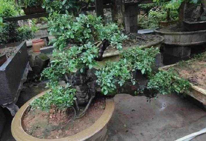 小叶榆盆景移入室内后出现黄叶该怎么办?