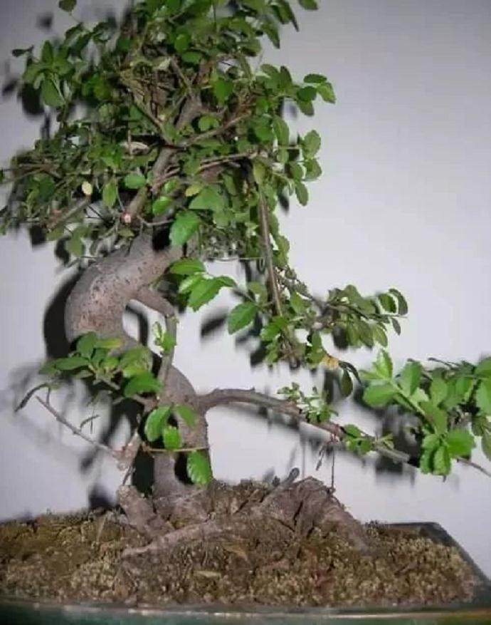 小叶榆盆景移入室内后出现黄叶该怎么办?