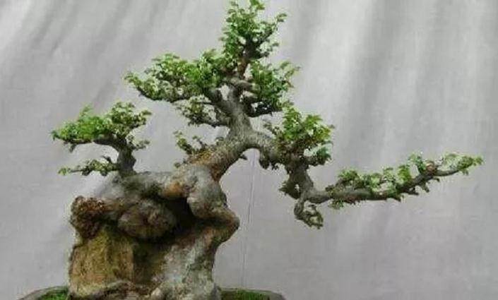 小叶榆盆景移入室内后出现黄叶该怎么办?