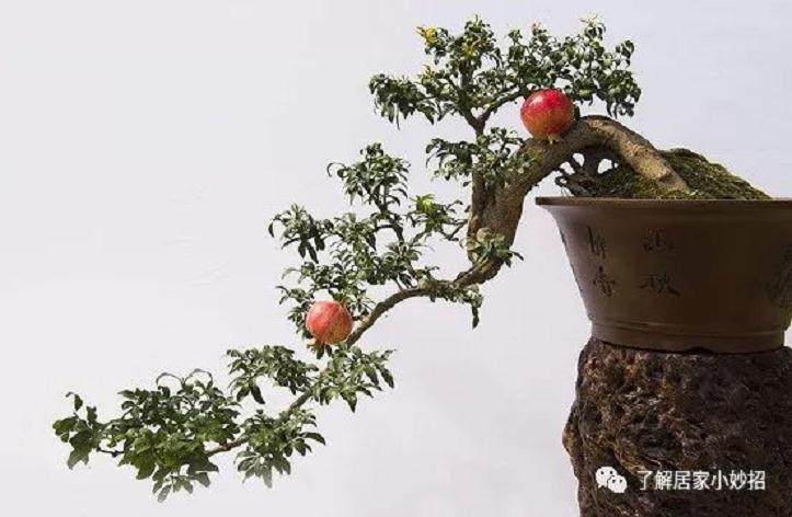 月季石榴盆景的取材与培育