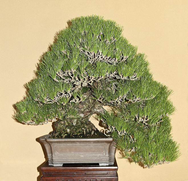 参观日本东京俊个先生的盆景博物馆