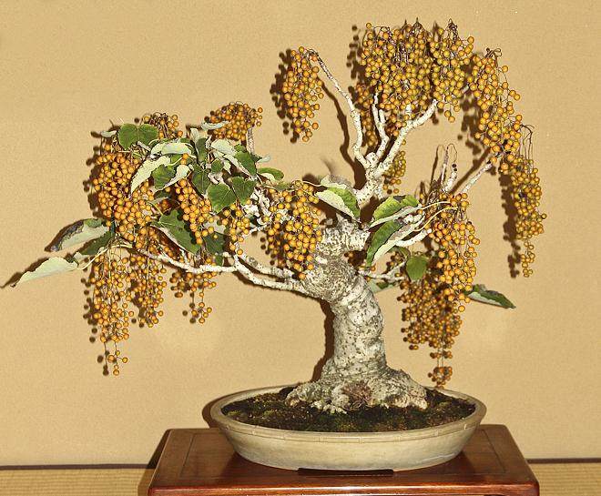 参观日本东京俊个先生的盆景博物馆