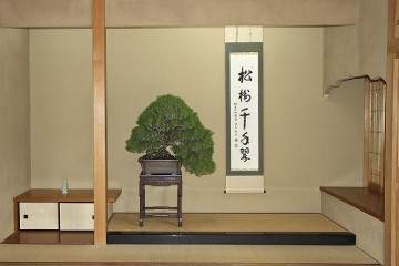 参观日本东京俊个先生的盆景博物馆