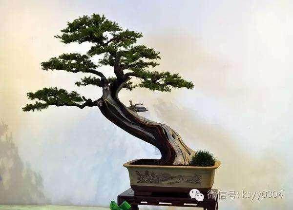 盆景剪扎时 要根据激情需要造型