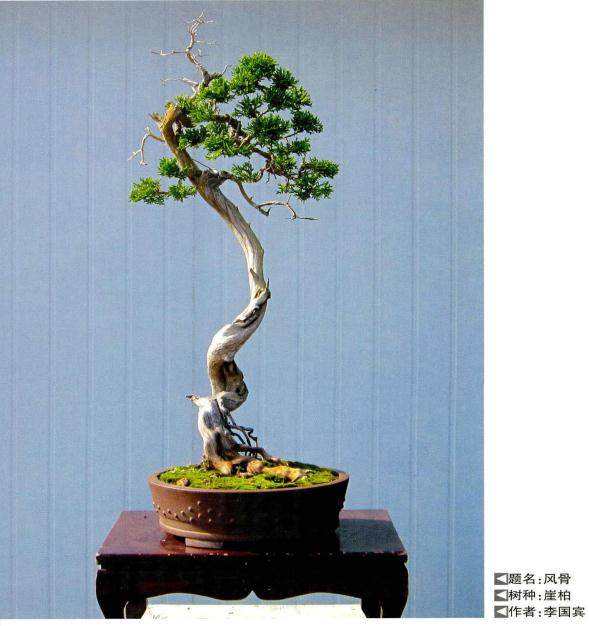 图解 崖柏文人树盆景3年的制作过程