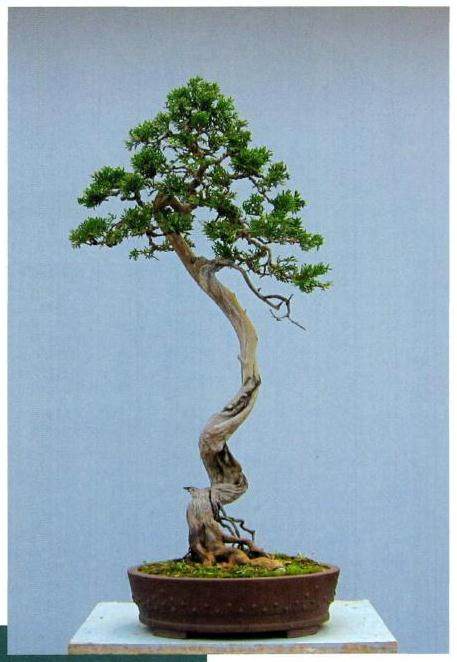 图解 崖柏文人树盆景3年的制作过程