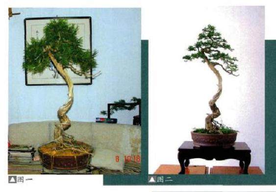 图解 崖柏文人树盆景3年的制作过程