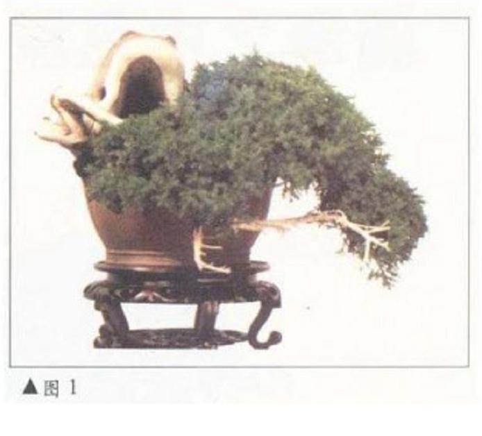 图解 王恒亮制作刺柏丝雕盆景的3个方法