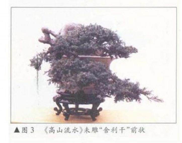 图解 王恒亮制作刺柏丝雕盆景的3个方法