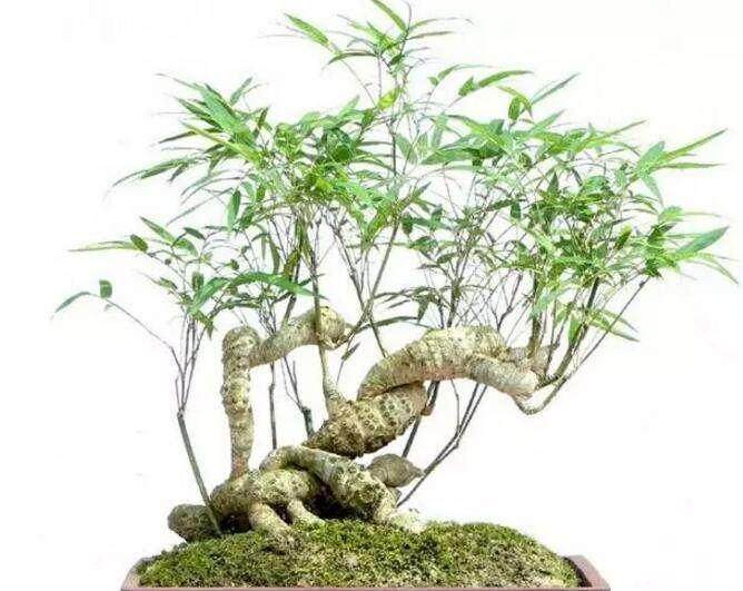 将竹子做成竹盆景 便多一分雅趣！