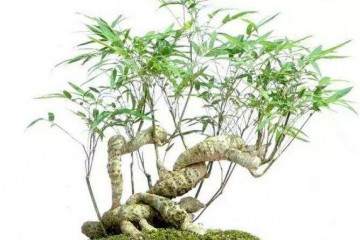 将竹子做成竹盆景 便多一分雅趣
