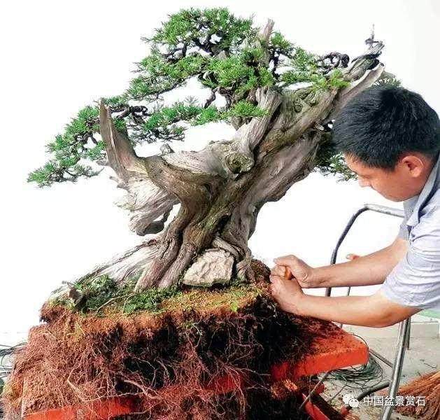 利用嫁接技术提高盆景品质