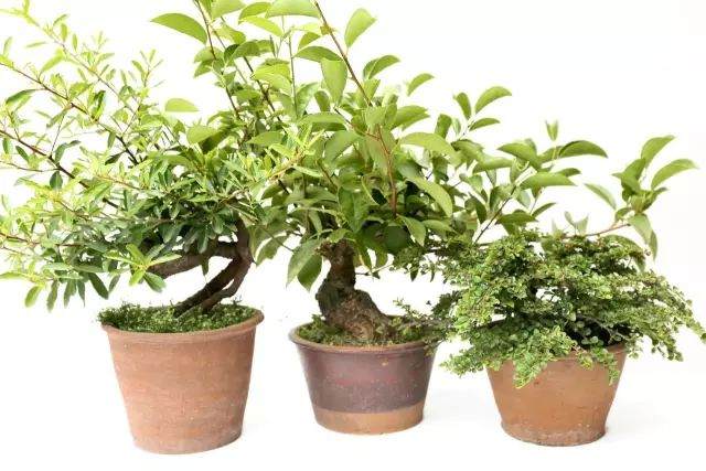 图解 制作三棵小品盆景的全过程