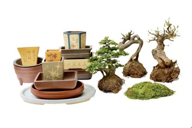 图解 制作三棵小品盆景的全过程