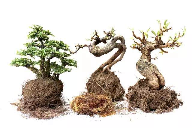 图解 制作三棵小品盆景的全过程