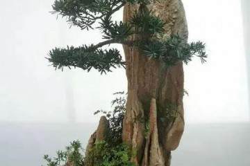 孤峰式山石盆景应如何制作